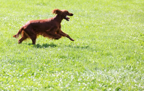 Red Irish Setter courir sur l'herbe — Photo