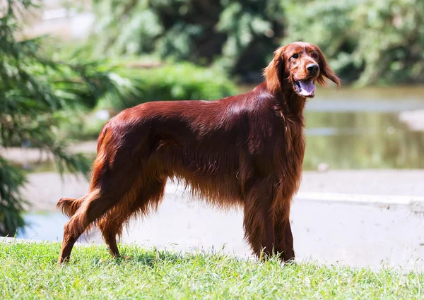 Setter irlandés —  Fotos de Stock