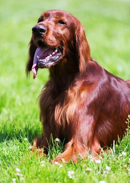 Red Irish Setter yaciendo en el parque —  Fotos de Stock