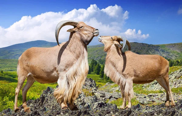 Coppia di pecore barbare in piedi nella natura selvaggia — Foto Stock