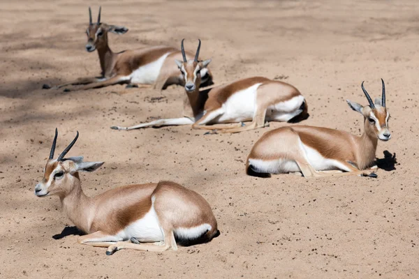 Wenige Gazellen auf Sand — Stockfoto