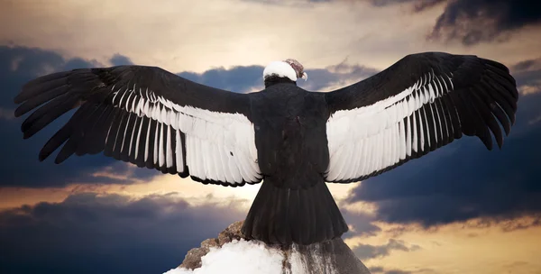 Andean condor — Stock Photo, Image