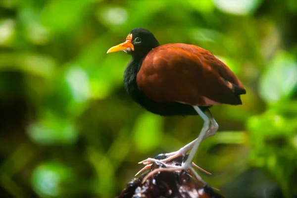 Jacana Wattled sentado no ramo — Fotografia de Stock