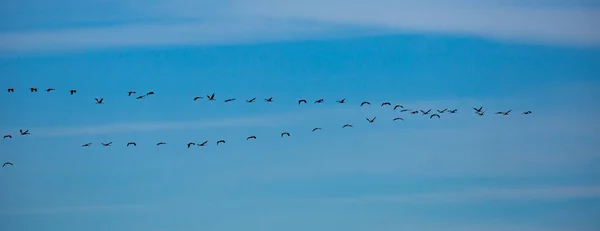 Manada de grúas en vuelo —  Fotos de Stock