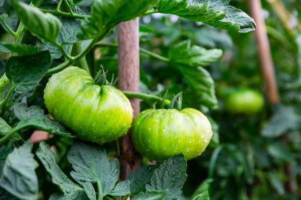 Grandes tomates vertes sur branche dans le jardin d'été — Photo