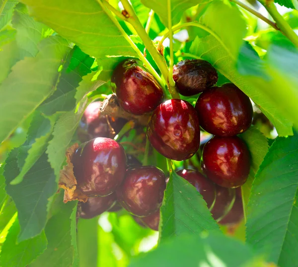 Körsbär som hänger på en körsbärsträd — Stockfoto
