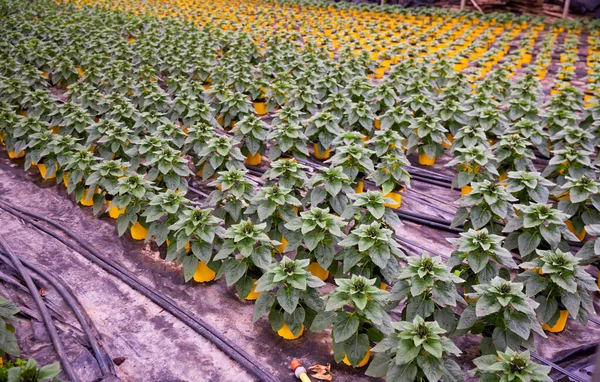 Cultiver des fleurs d'hortensia dans des pots en orangerie — Photo