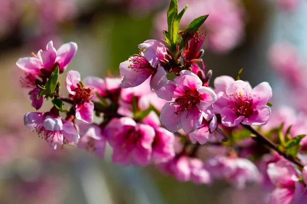 Bloeiende perzikbomen in het vroege voorjaar — Stockfoto
