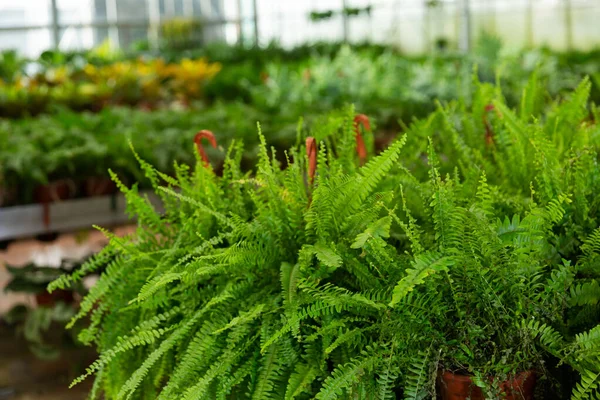 Plantas de nefrolepis verdes que crescem em vasos de flores na estufa — Fotografia de Stock