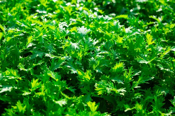 Fechar as folhas verdes frescas serrilhadas de arugula — Fotografia de Stock