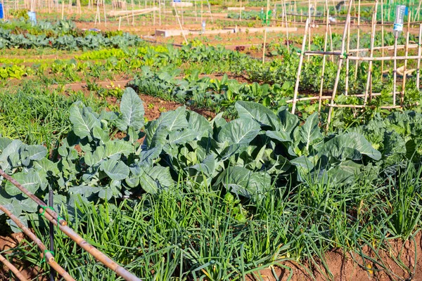 Farma se zeleninovými záhony řepy, špenátu, cibule a zelí — Stock fotografie