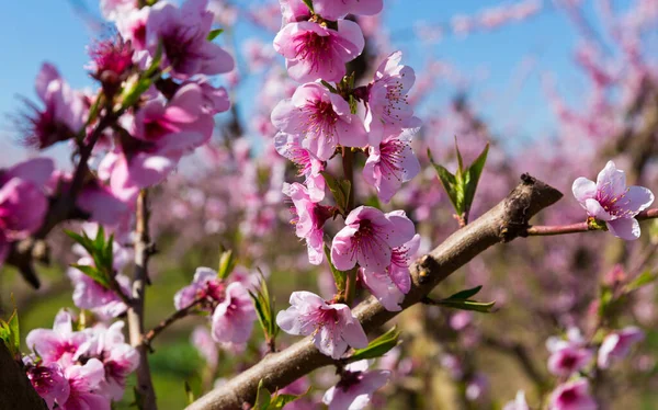 Nahaufnahme von blühenden Pfirsichbäumen auf den Feldern im Frühling — Stockfoto