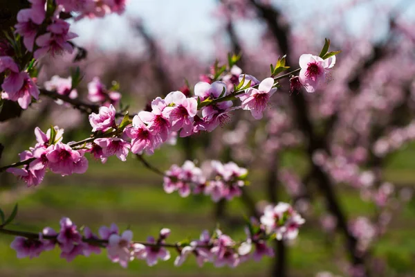 畑や草地で桃の開花のクローズアップ — ストック写真