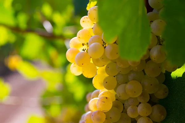 Ripe white grapes on vine — Stock Photo, Image