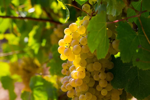 Ripe white grapes in vineyard — Stock Photo, Image