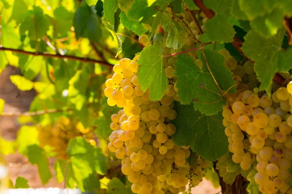 White grapes on branch on vineyard — Stock Photo, Image