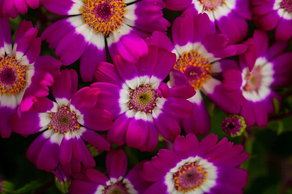 Kleurrijke mooie roze cineraria bloemen — Stockfoto