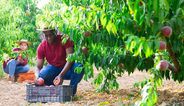 Drie plantagearbeiders plukken perziken — Stockfoto