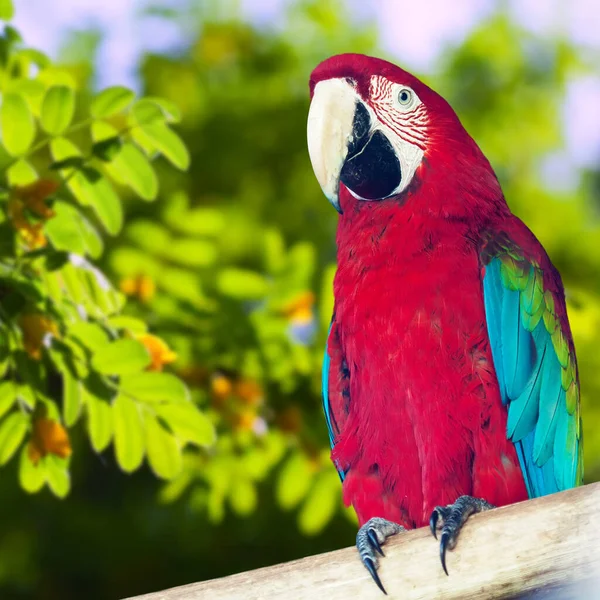 Papagay guacamayo contra la naturaleza —  Fotos de Stock