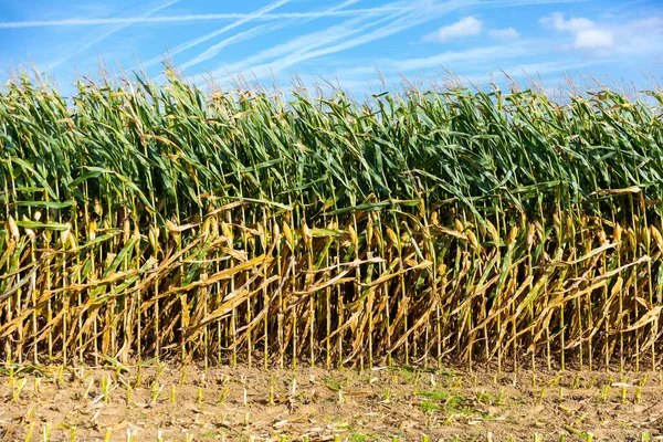 Ripe corn growing in the field — Stock Photo, Image
