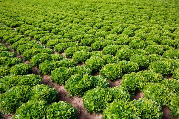 Field planted with green endive — Stock Photo, Image