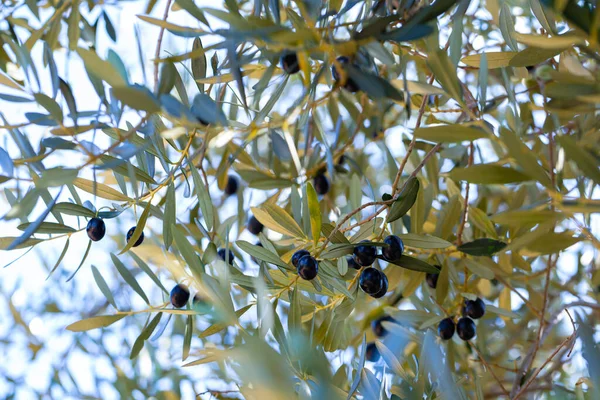 Μαύρες ελιές σε κλαδιά δέντρων σε άλσος — Φωτογραφία Αρχείου