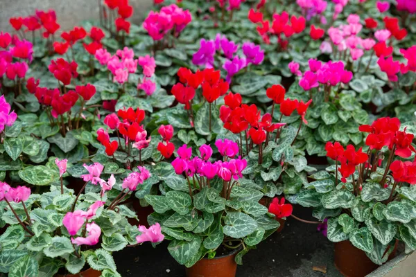 Cyclamen blossoming in greenhouse — Stock fotografie