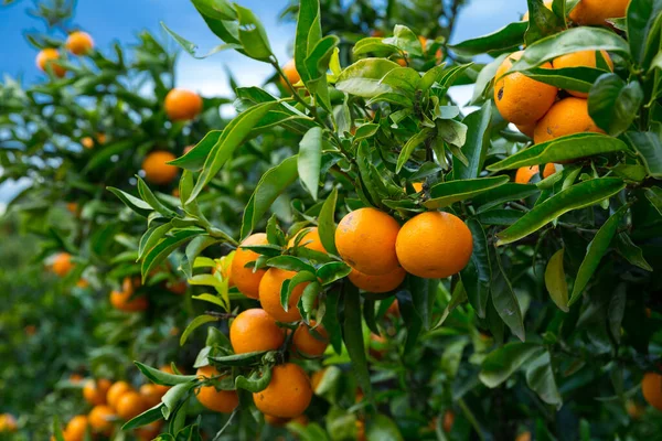 Naranjas de mandarina maduras en los árboles — Foto de Stock