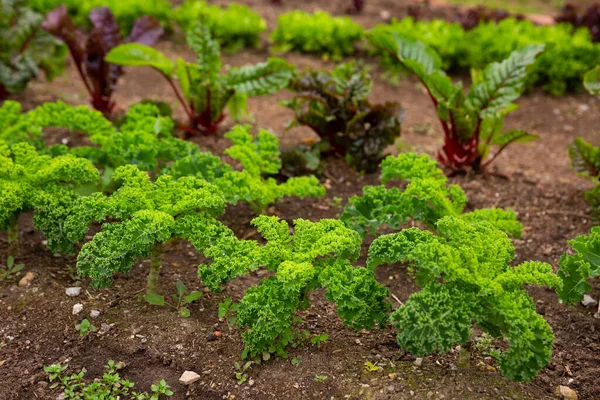 Curly kales groeien in de keuken tuin — Stockfoto