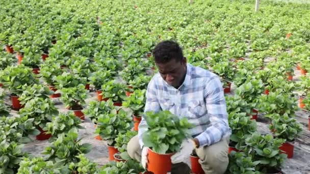 Африкано-американский садовник, ухаживающий за растениями в оранжерее. — стоковое видео