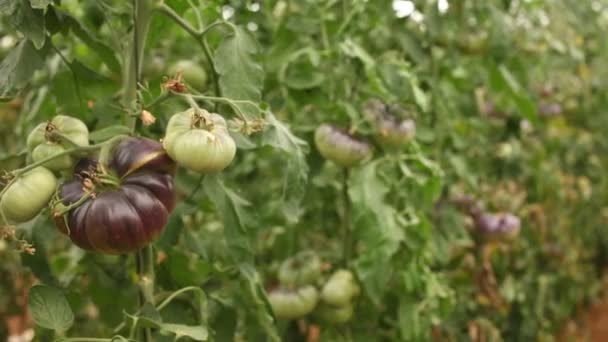 Primo piano di pomodori biologici viola maturazione su cespugli in serra. Coltivazione di varietà vegetali industriali — Video Stock