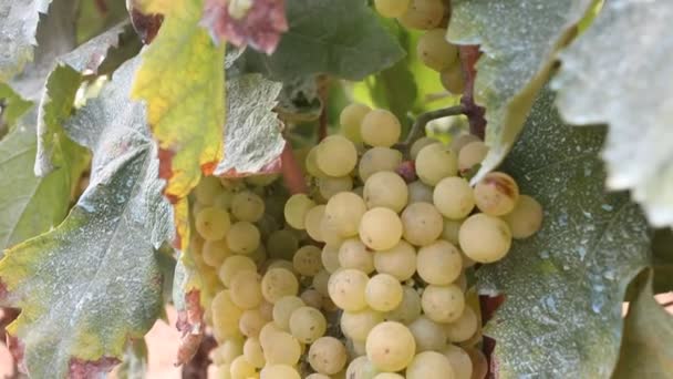 Зрізати зелений виноград, що висить у фруктовому саду на сонячному світлі — стокове відео