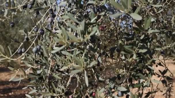 Větvička s pěstováním oliv na olivovníku na středomořské farmě Stock Video
