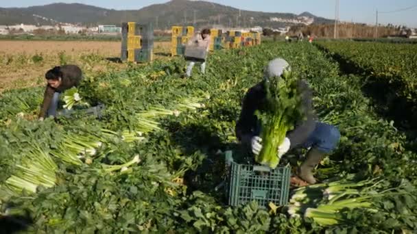 Man gardener harvesting celery on vegetable field — 비디오