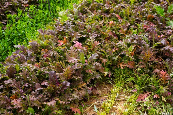 Red mizuna growing on plantation — Stock Photo, Image