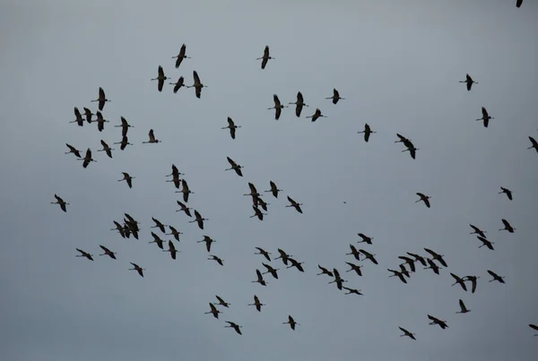 Manada de grúas en el cielo nublado —  Fotos de Stock