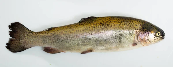 Uncooked silver trout — Stock Photo, Image