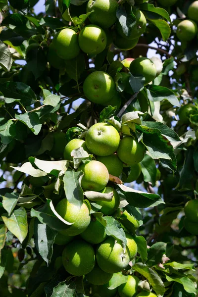 Primer plano de las ramas de los árboles de manzanas verdes con frutas jugosas maduras en el jardín —  Fotos de Stock