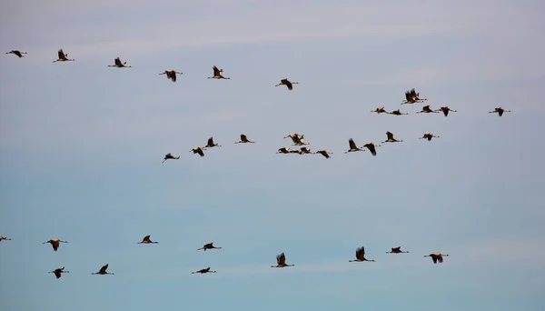 Flock av kranar som flyger — Stockfoto