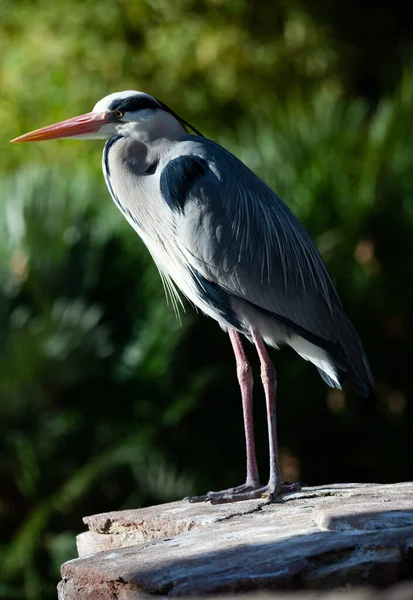 Grey heron posing on a stone — Stock Photo, Image