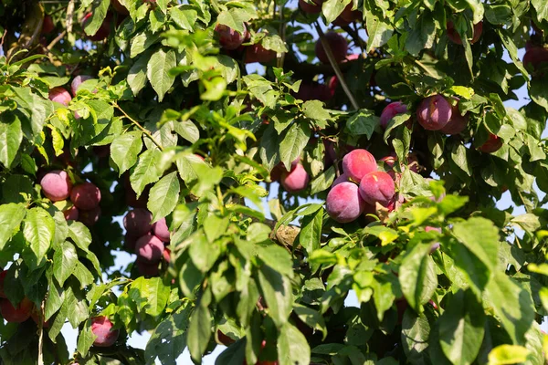 果樹園の緑の葉の木の枝に梅を熟す — ストック写真