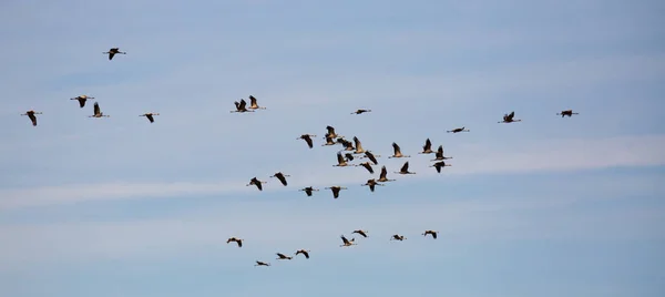 Flock of cranes in flight