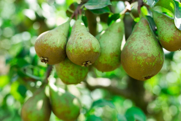 Fresh organic pears on tree branches — Stock Photo, Image