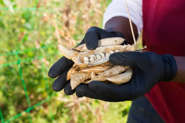 Hands in gloves of gardener holding harvest of beans — Stock Photo, Image