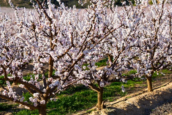 ヨーロッパの牧草地でアプリコットの木の開花 — ストック写真