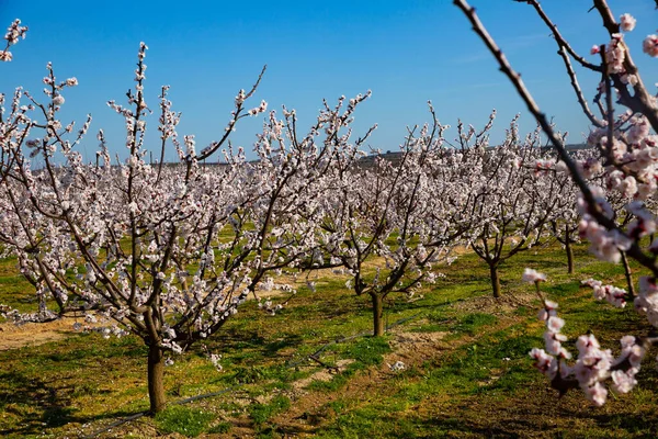 Blooming apricot trees garden — Stock Photo, Image