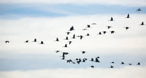 Vlucht van migrerende kranen in de wolkenlucht — Stockfoto