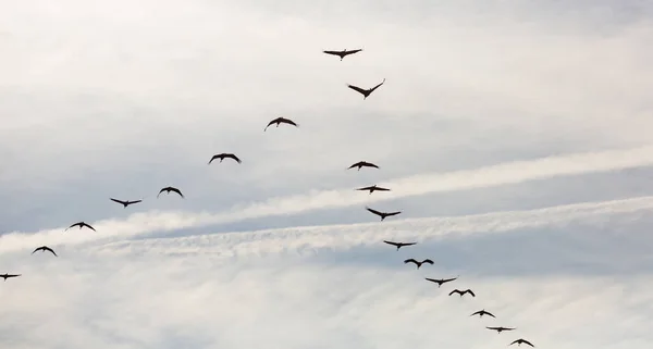 云天中迁移的鹤的飞行 — 图库照片
