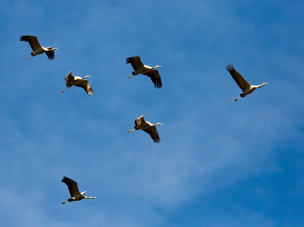 Manada de grúas volando en el cielo — Foto de Stock
