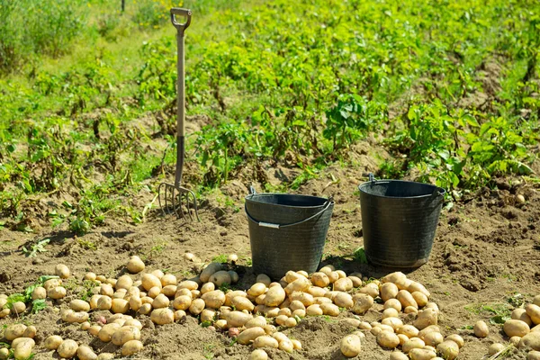 Imagen de la cosecha de patatas, cubos y filas en el campo —  Fotos de Stock